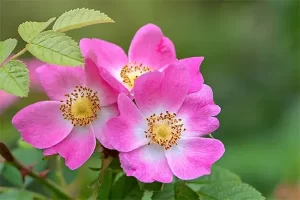 خواص عرق نسترن