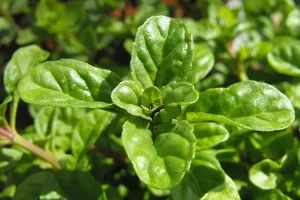 خواص عرق پونه