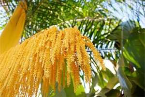 خواص گرده نخل خرما