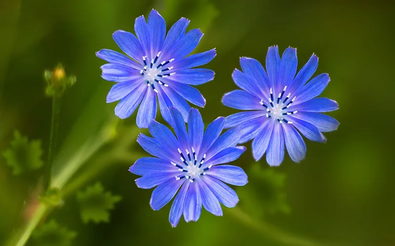عرق کاسنی