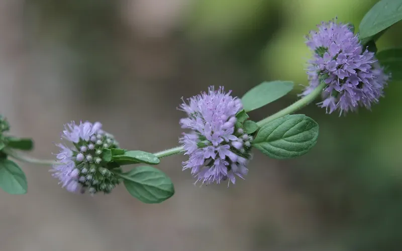 عرق گیاهی پونه