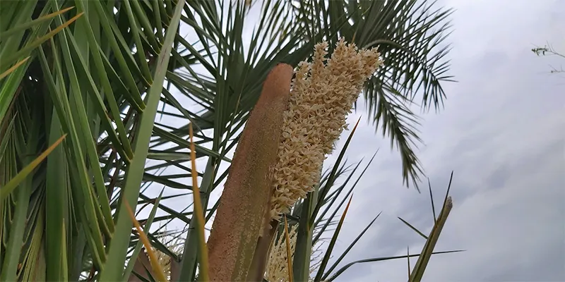عوارض گرده نخل خرما