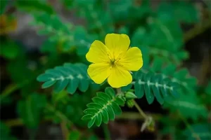 خواص عرق خارخاسک