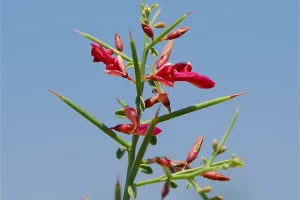 خواص عرق خارشتر