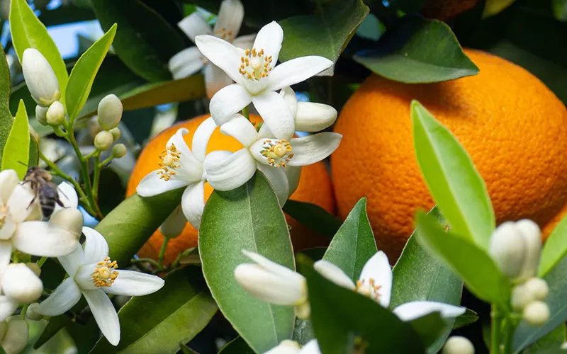 عرق بهار نارنج برای چی خوبه؟