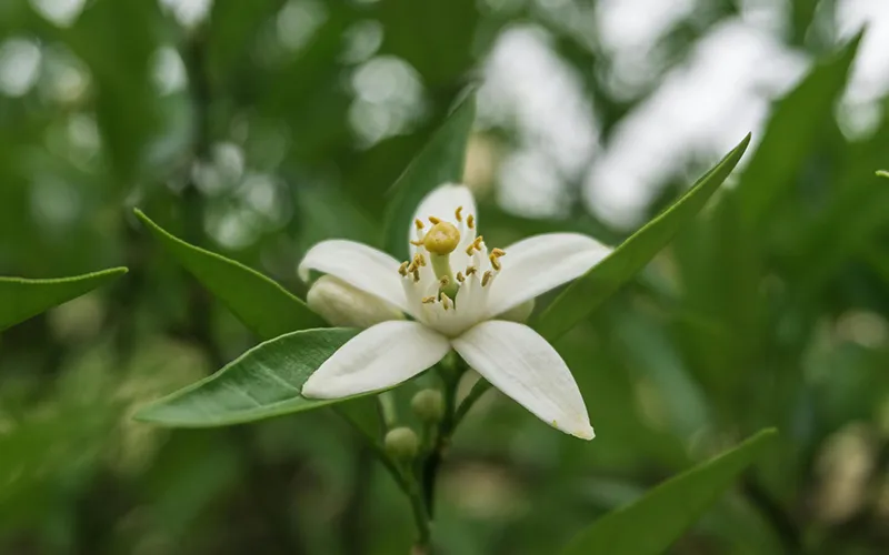 عرق بهار نارنج