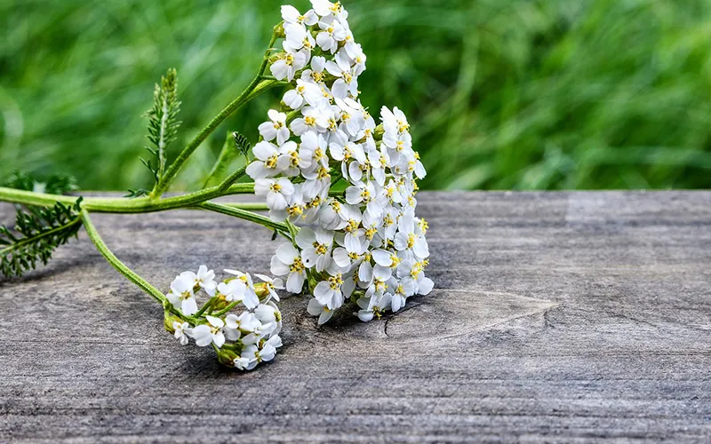 عرق بومادران برای چی خوبه؟