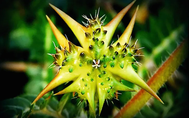 عرق خارخاسک برای چی خوبه؟