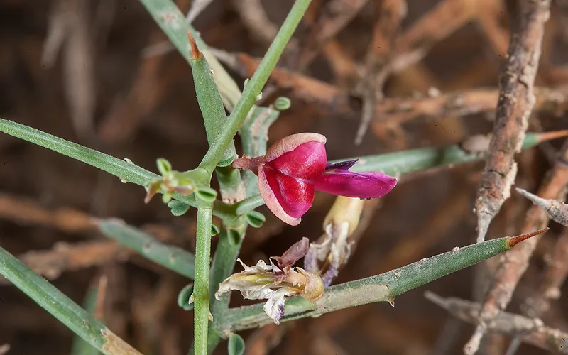 عرق خارشتر