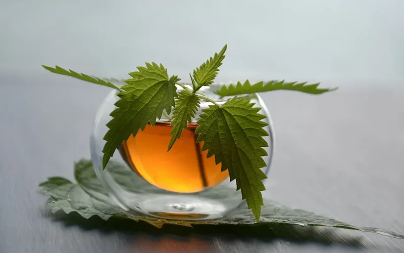 عرق گزنه