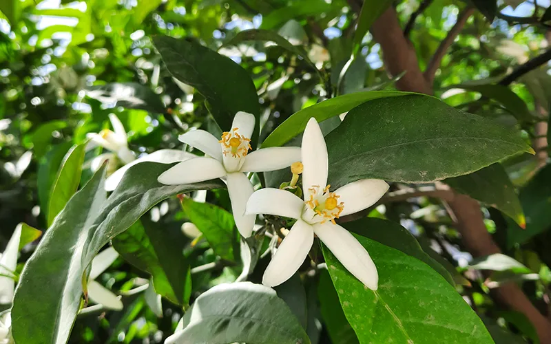 عرق گیاهی بهار نارنج