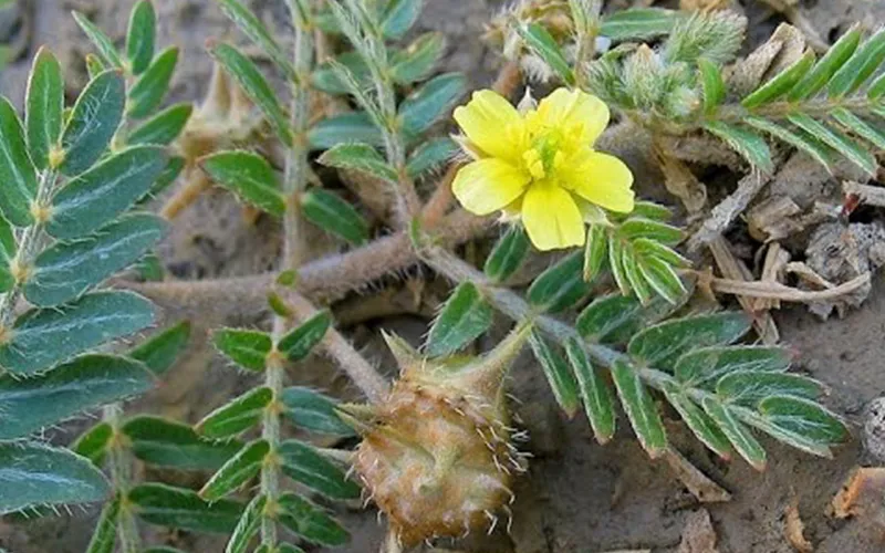 عرق گیاهی خارخاسک