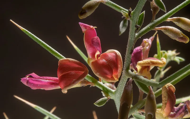 عرق گیاهی خارشتر