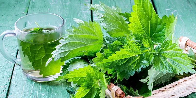 فواید عرق گزنه
