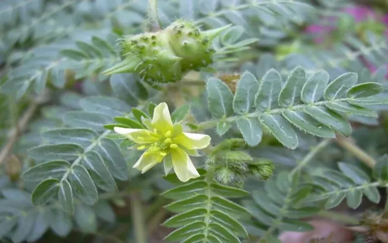 فواید عرق گیاهی خارخاسک