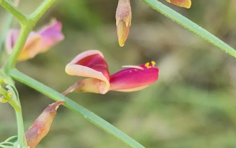 مزایا عرق خارشتر