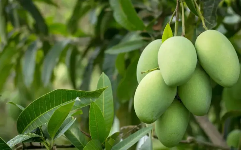 معایب انبه