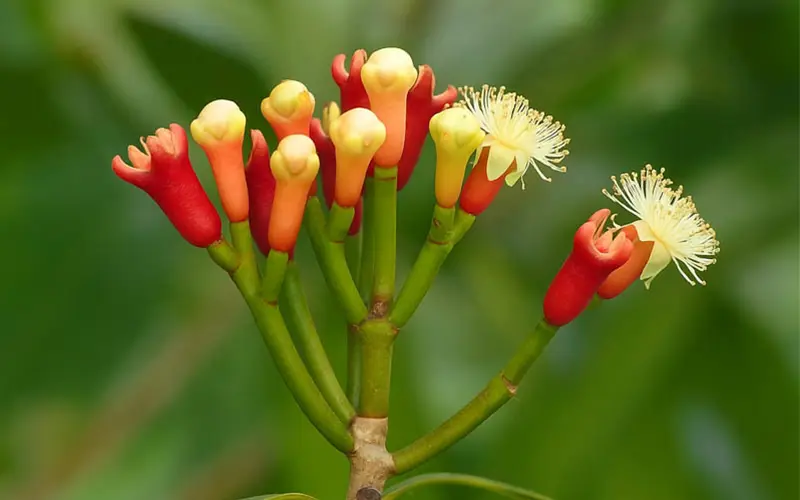 میخک تازه