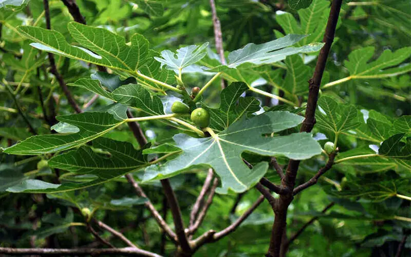خواص برگ انجیر