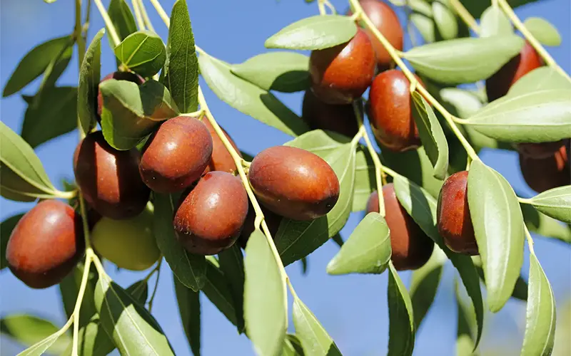 خواص عناب برای سلامت سیستم گوارش