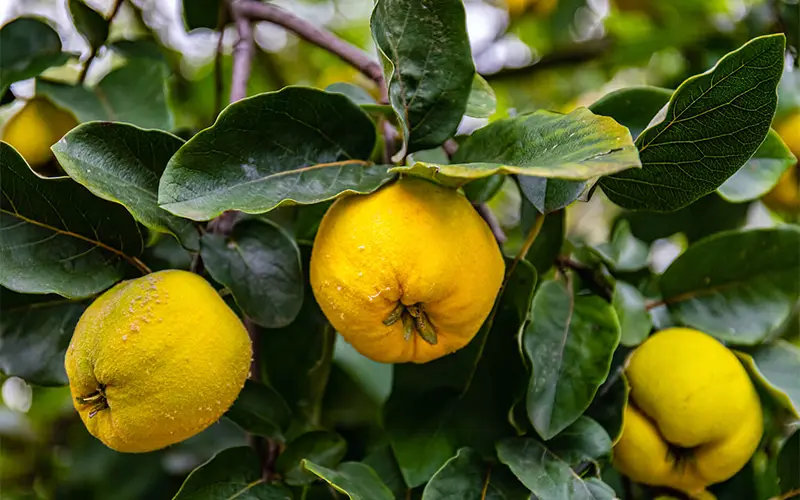 خواص میوه به برای پوست و مو