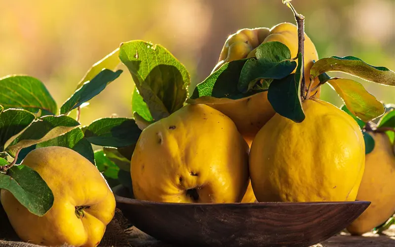 خواص میوه به